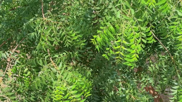 Dense green neem leaves hanging from thin branches in bright sunlight with rich natural foliage texture and peaceful outdoor tropical environment!
