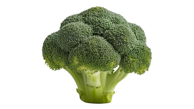 Fresh green broccoli head with dense florets, isolated on transparent background
