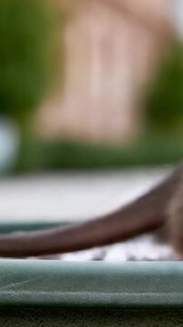 A Close Encounter with a Curious Rat: Captivating Moments Unveiled in this Fascinating Video Journey
