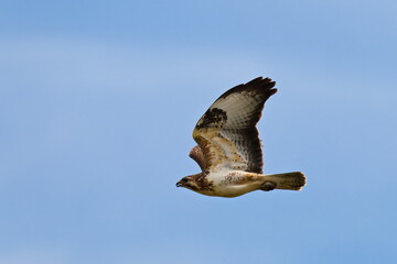 Mäusebussard im Flug bei der Jagd mit Beute © Karin Jähne