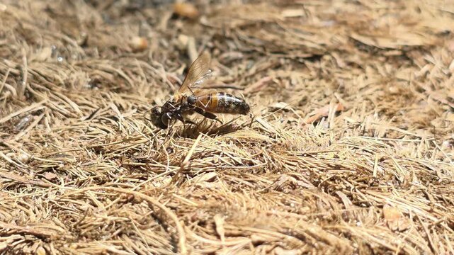 
A single ant dragging a large dead bee across the ground
자신보다 큰 죽은 벌을 바닥에서 끌고 가는 개미의 모습 #001

 