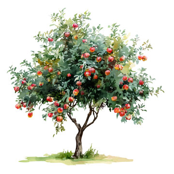watercolor of Apple Tree, vector, isolated on a white background.