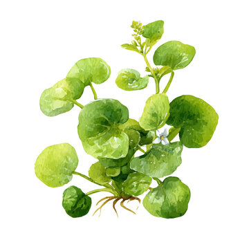 Brahmi, watercolor drawing vector, isolated on a white background.