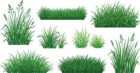Collection of green grass tufts and meadow plants, organic lawn borders, and natural herbal landscape design © Sanjina