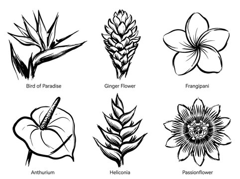 Minimalist exotic flower head collection, bird of paradise ginger anthurium frangipani passionflower, vector line art
