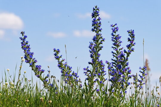 Gew&ouml;hnlicher Natternkopf (Echium vulgare)