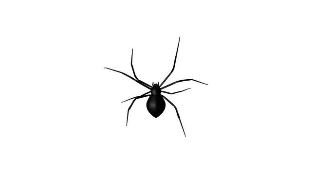 Creepy black spider crawling on white screen background for Halloween animation