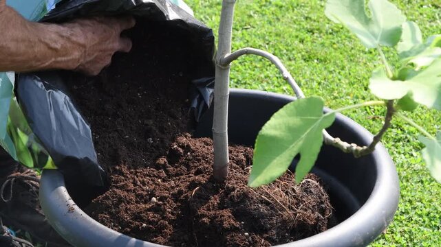 Gardener carefully holds a small trunk of fig tree while transplanting it into a larger pot and adding soil from a bag, gardening concept