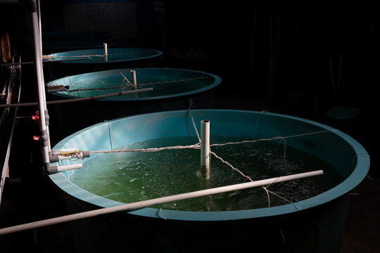 Fish Hatchery Pond with Worker Monitoring Aquaculture Tanks	

