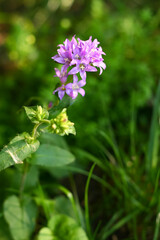 Obraz premium Vibrant Purple Wildflower Blooming in Sunlit Greenery - Nature's Spring Beauty Captured in Detail