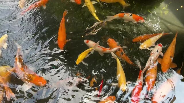4K overhead footage of colorful koi fish swimming in green pond with water ripples. Seamless loop for zen garden, feng shui, wellness, meditation and mental health video content.