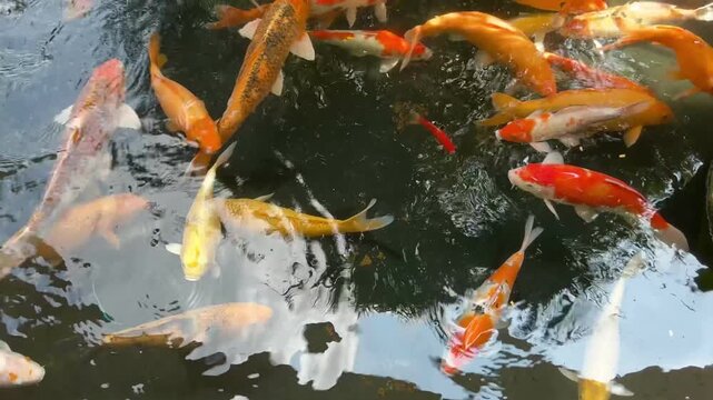 4K overhead footage of colorful koi fish swimming in green pond with water ripples. Seamless loop for zen garden, feng shui, wellness, meditation and mental health video content.
