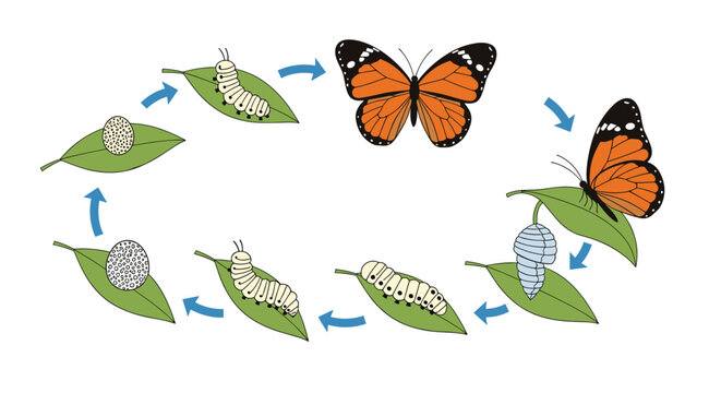 Educational diagram showing the life cycle of a monarch butterfly from egg and caterpillar to pupa and adult butterfly form.