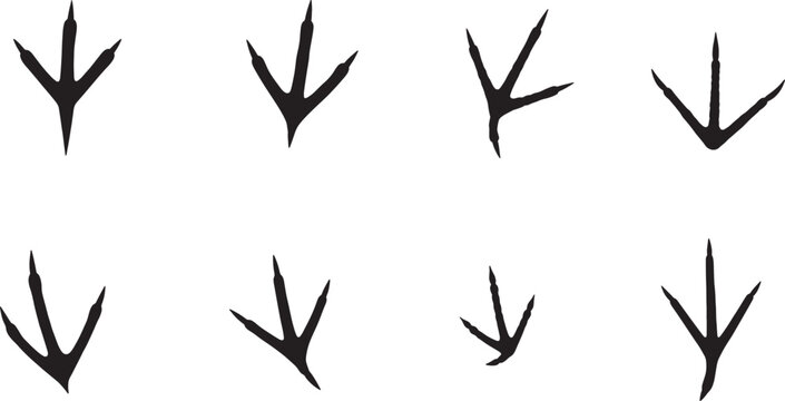 Collection of diverse black silhouette bird footprints and tracks showcasing various avian species.