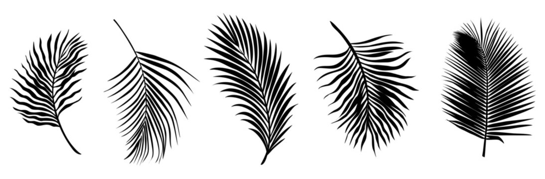 Set of stylized palm fronds in monochrome black. Each leaf features distinct, serrated edges, natural curvature. Fine ink lines create texture, depth isolated on transparent background