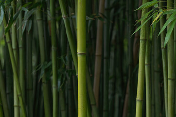 Obraz premium Dark green bamboo stems in a natural forest setting, creating a moody tropical botanical background