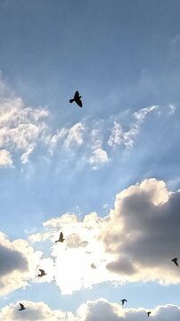 Several dark birds fly across bright sunlit sky with dramatic white cumulus clouds in slow motion vertical shot, moving gradually from upper right toward lower frame.
