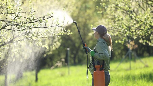 Farmer spraying insecticide or pesticide blooming plum tree with pressure sprayer. Pest control in spring garden