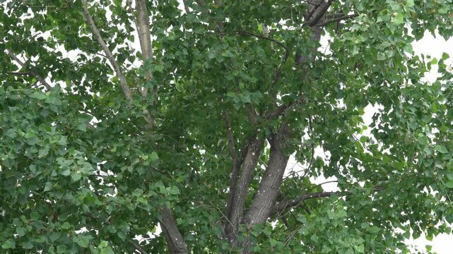 Large clump of white poplar fluff flying on a tree branch with green leaves in summer