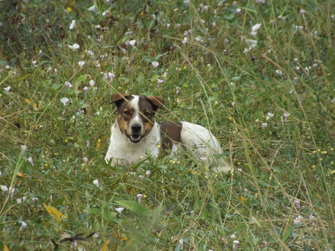A heartwarming scene of a mixed-breed dog resting comfortably amidst tall grass and delicate white and light purple wildflowers. The dog has a white body with brown patches on its head and back, looki