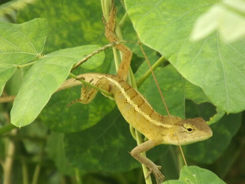Beautiful close-up of a Changeable Lizard (Calotes versicolor) perched gracefully on a thin plant stem. Its body shows a striking light stripe along the side, with textured scales and alert dark eyes.