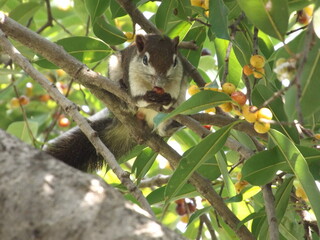 Obraz premium Charming close-up of a squirrel (likely a Thai striped squirrel) sitting on a tree branch, holding and nibbling a small red fruit with both paws. It has a beautiful contrast of dark brown fur on its b