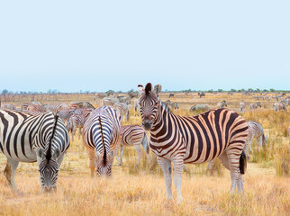 Obraz premium A group of zebras standing among the yellow grass in Etosha National Park in Namibia, in the African savannah, during a safari - Etosha National Park, Namibia