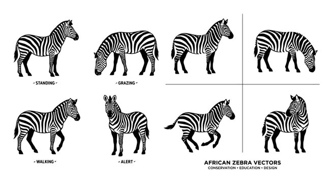 Set of eight black and white illustrations showing various zebra poses