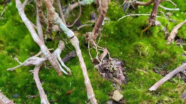 Close-Up of Vibrant Green Moss Bed with Tiny Plant Stems and Roots