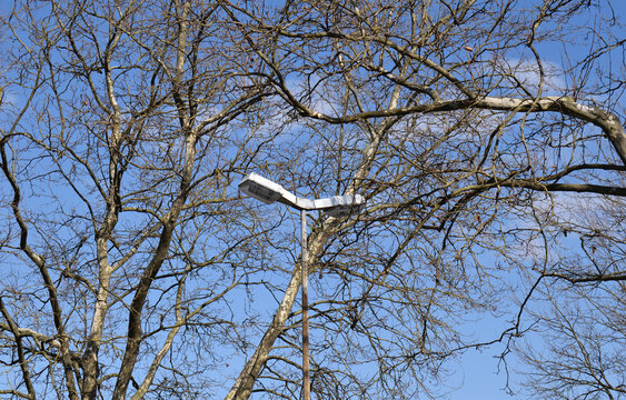 Modern Steel Street Lighting seen Through Leafless Branches from Below against Blue Sky 