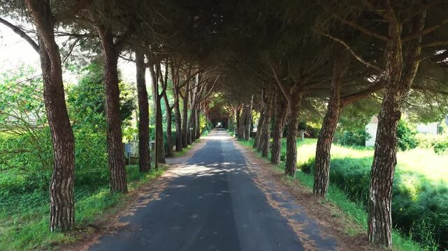 Driving pov along a tree-lined road in bibione italy