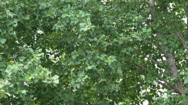 Large clump of white poplar fluff flying on a tree branch with green leaves in summer
