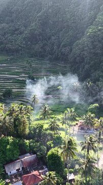 Rice field in Bali