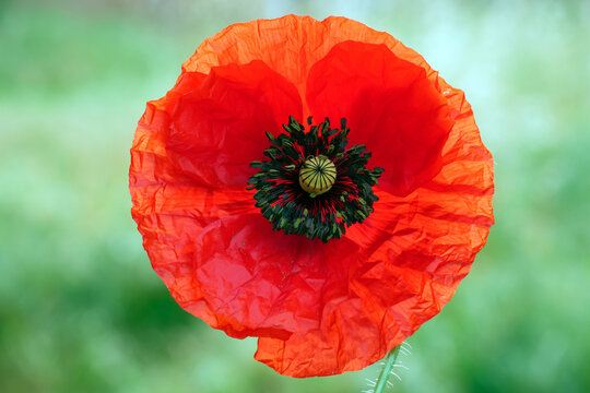 Poppy flower corolla, petals red close-up