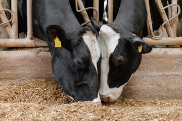 Two holstein cows feeding together in barn © Parilov