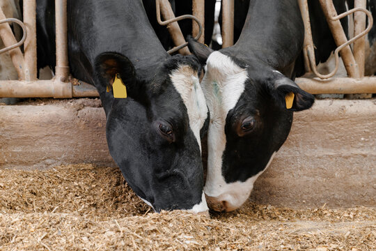 Two holstein cows feeding together in barn