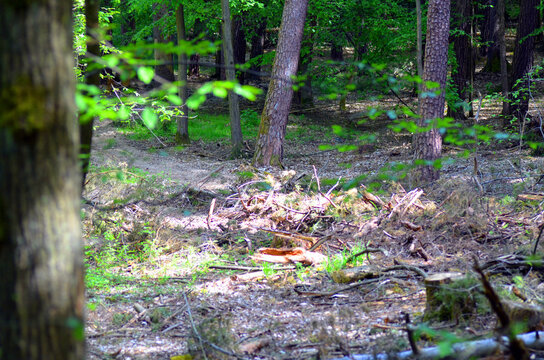 Wald nach Rodungsabeiten