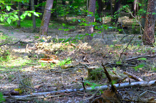 Wald nach Rodungsabeiten