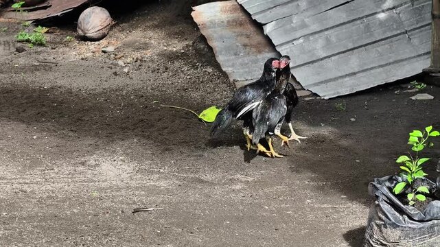 Roosters fiercely fighting each other