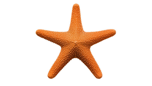 Orange starfish with textured bumpy skin, isolated on transparent background