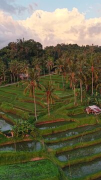 Rice field Bali