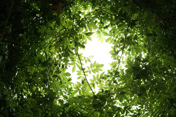 Leaf and tree branches filled with vibrant green foliage create a beautiful nature scene beneath bright sunlight.  © Supakorn