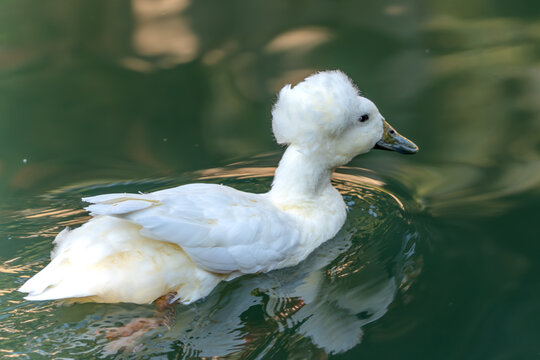 High-definition real-shot footage of adorable Chinese crested white ducks swimming in the water.