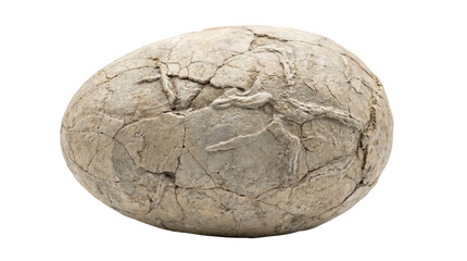 Fototapeta premium Ancient fossilized egg or weathered rock with intricate cracked textur