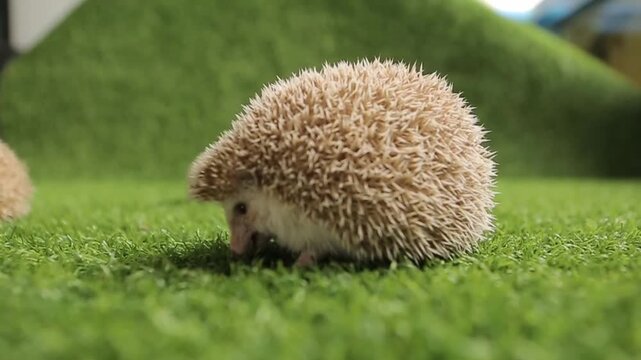 A adorable African pygmy hedgehog exploring a patch of soft green grass
