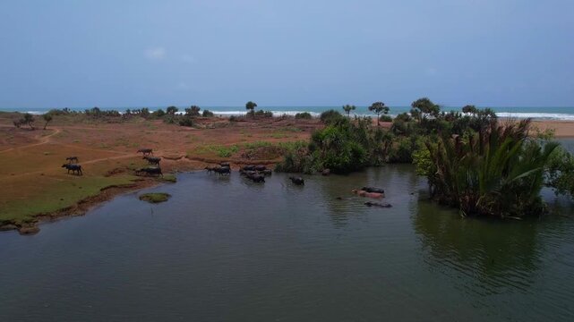 A cinematic shot captures a herd of water buffaloes emerging from a river after bathing in the rural wetlands of Banten, Indonesia
