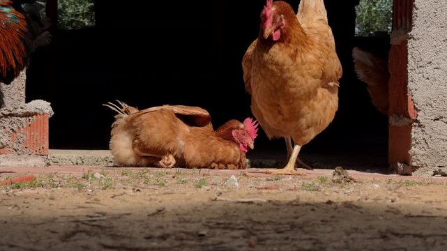 Two Buff Hens in Slow Motion Dominance Interaction at Daylight