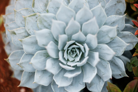Close-up of symmetrical blue succulent with rosette pattern and textured leaves