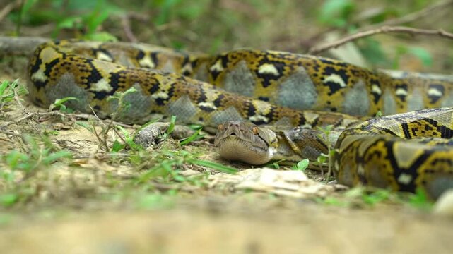 A close-up captures a reticulated python coiled and ready to strike its prey on the forest floor of East Kalimantan
