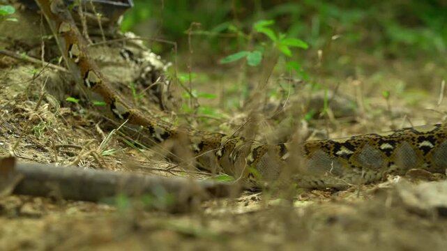 A low-angle tracking shot follows a large reticulated python as it slithers gracefully across the leaf-littered floor of an East Kalimantan rainforest